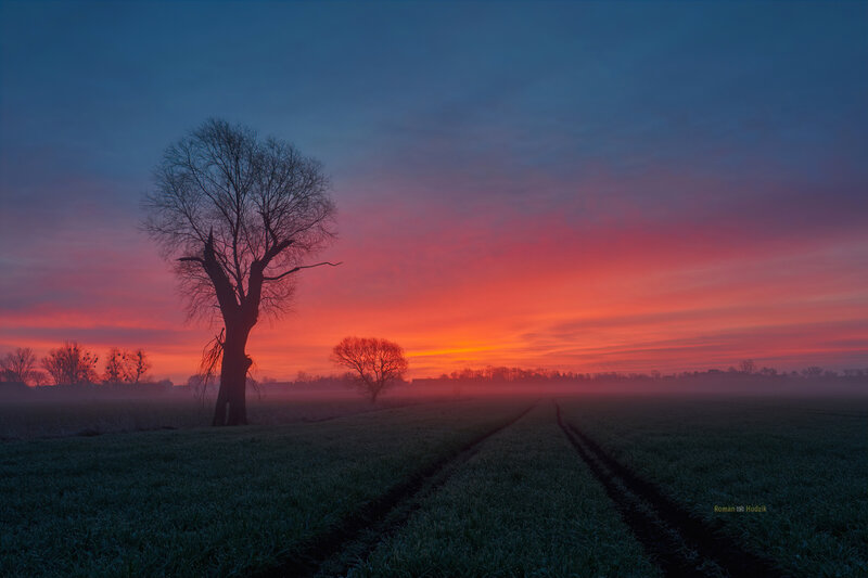 Silhouetted Tree in Field — Red, Serene