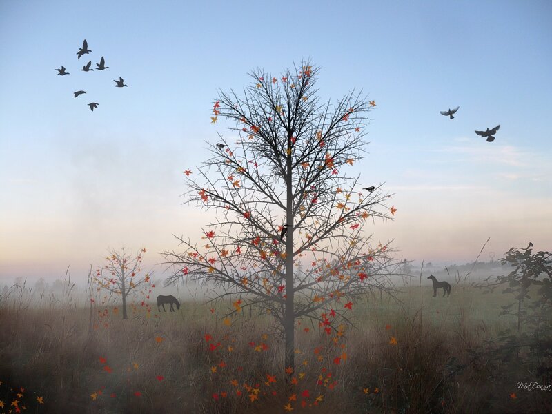 Silhouetted Tree in Field