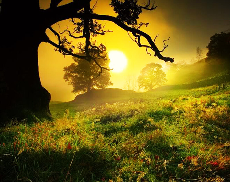 Silhouetted Tree in Field — Yellow