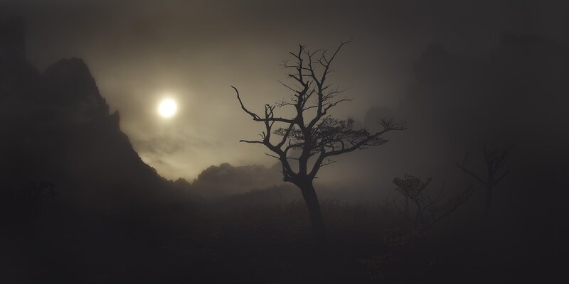 Silhouetted Tree in Fog — Black, Dramatic