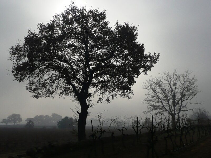 Silhouetted Tree in Fog — Black, Misty, Morning