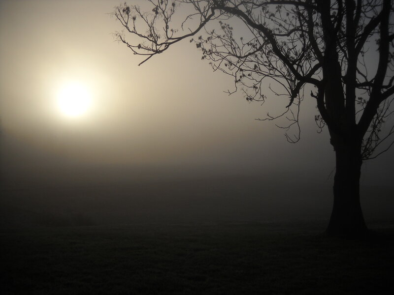 Silhouetted Tree in Fog — Black, Misty
