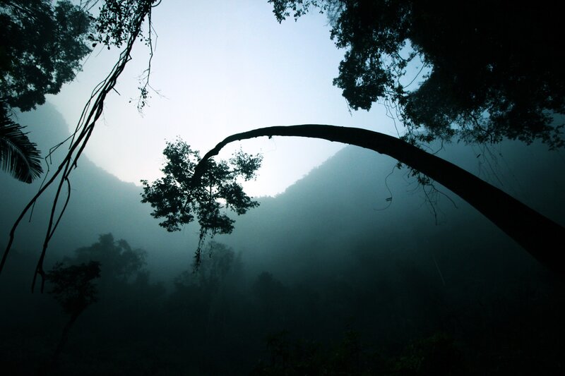 Silhouetted Tree in Fog — Black, Mysterious