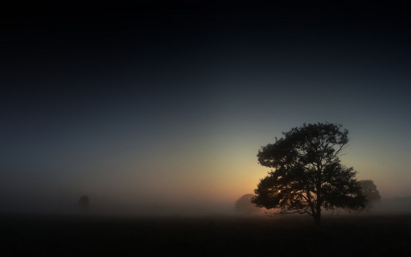 Silhouetted Tree in Fog — Black, Serene