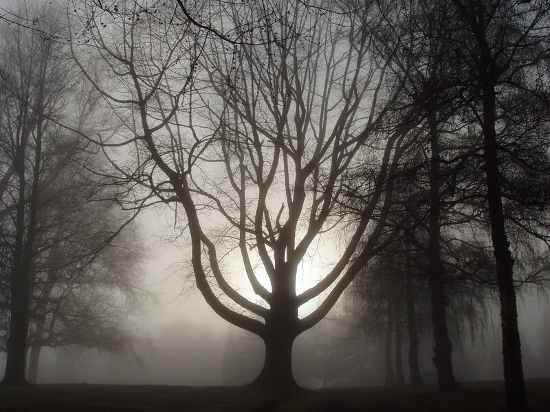 Silhouetted Tree in Fog — Black