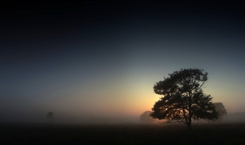 Silhouetted Tree in Fog — Blue, Serene, Sunrise, Photograph