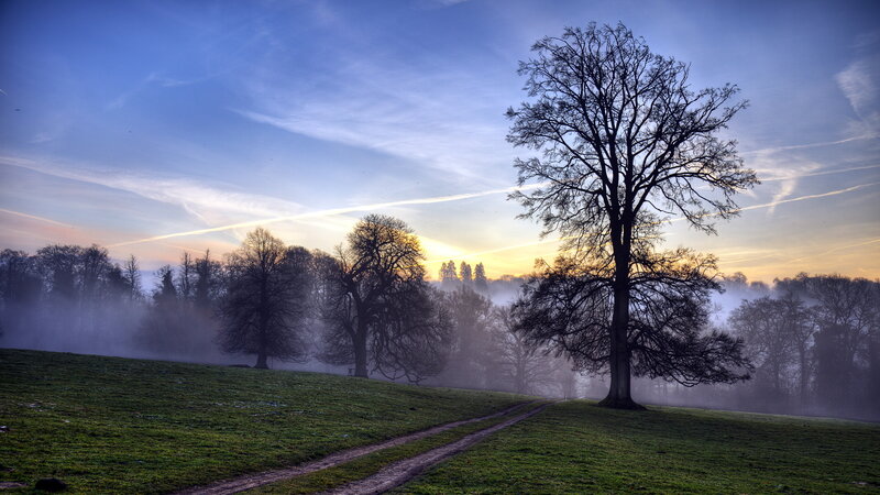 Silhouetted Tree in Fog — Blue, Serene, Sunrise