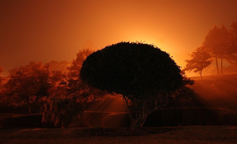Silhouetted Tree in Fog — Orange, Dramatic