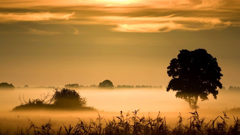 Silhouetted Tree in Fog — Orange, Serene, Sunrise, Photograph, Sky