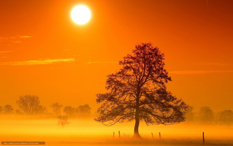 Silhouetted Tree in Fog — Orange, Serene, Sunset, Photograph, Sun