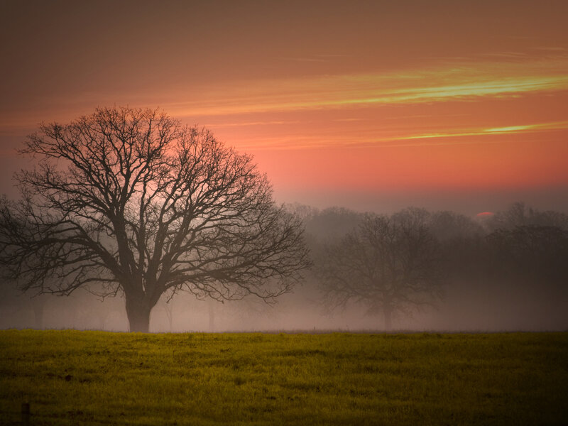 Silhouetted Tree in Fog — Orange, Serene, Sunset