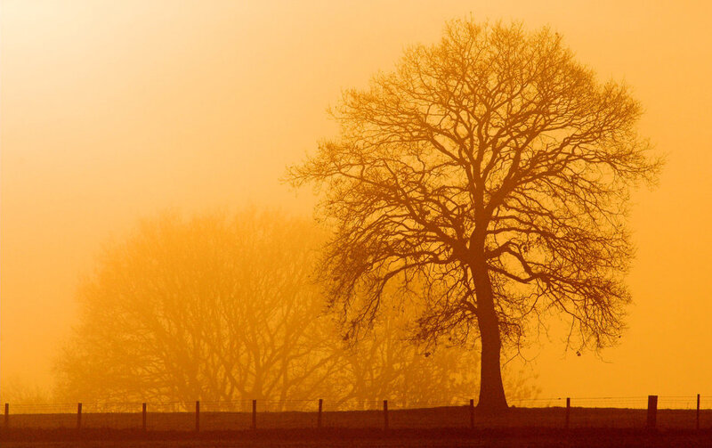 Silhouetted Tree in Fog — Orange, Serene