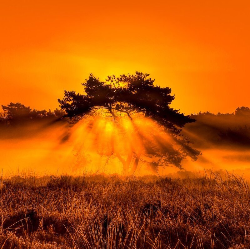 Silhouetted Tree in Fog — Orange