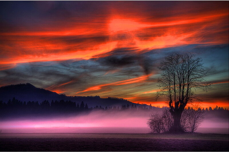 Silhouetted Tree in Fog