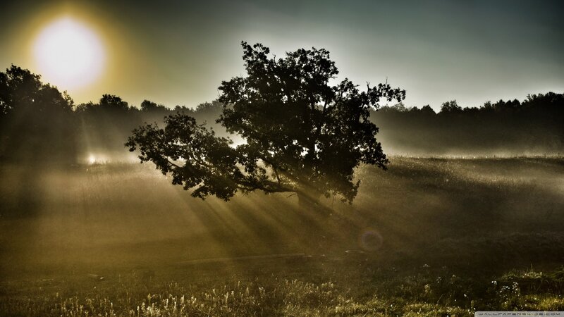 Silhouetted Tree in Fog — Yellow, Dramatic