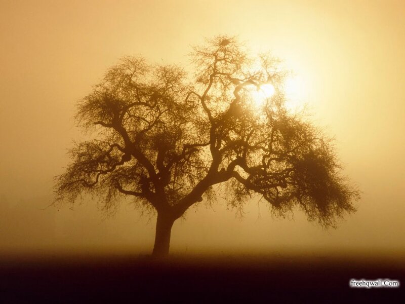 Silhouetted Tree in Fog — Yellow, Serene
