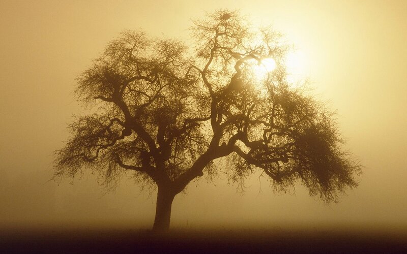 Silhouetted Tree in Fog — Yellow