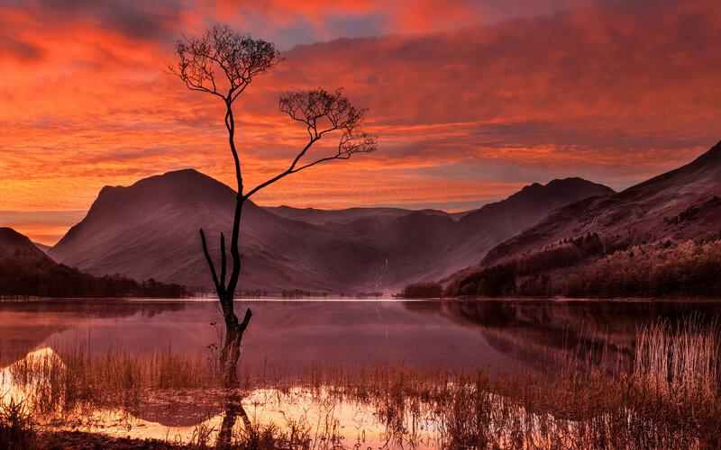 Silhouetted Tree in Lake — Orange