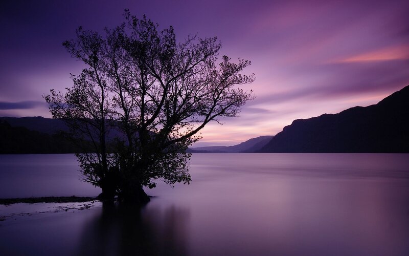 Silhouetted Tree in Lake — Purple, Serene