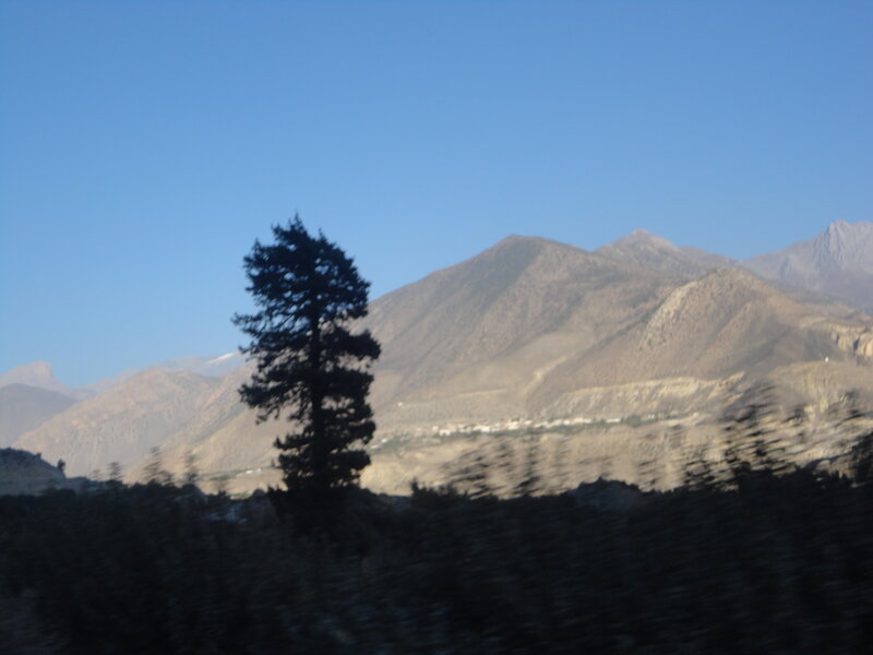 Silhouetted Tree in Mountains