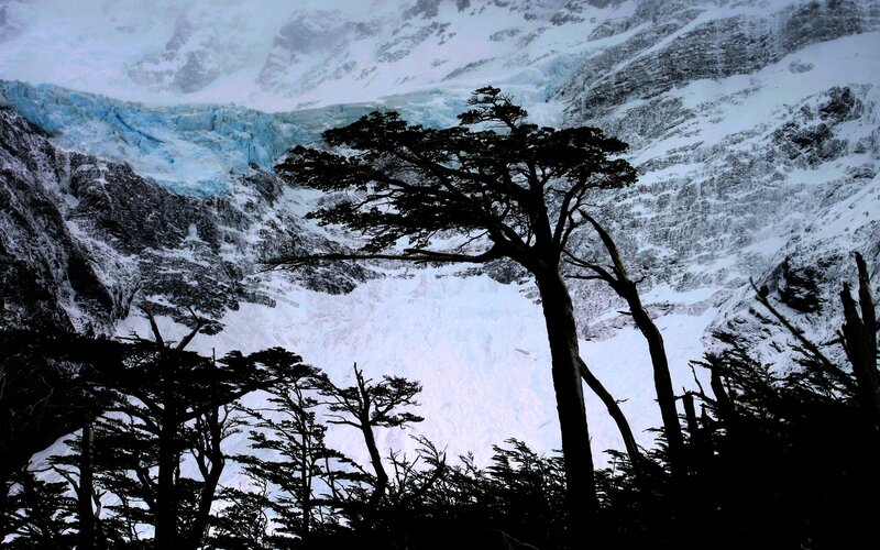 Silhouetted Tree in Snow — Black