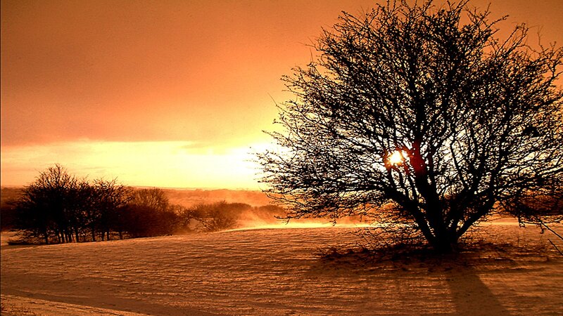 Silhouetted Tree in Snow — Orange, Dramatic, Sunset