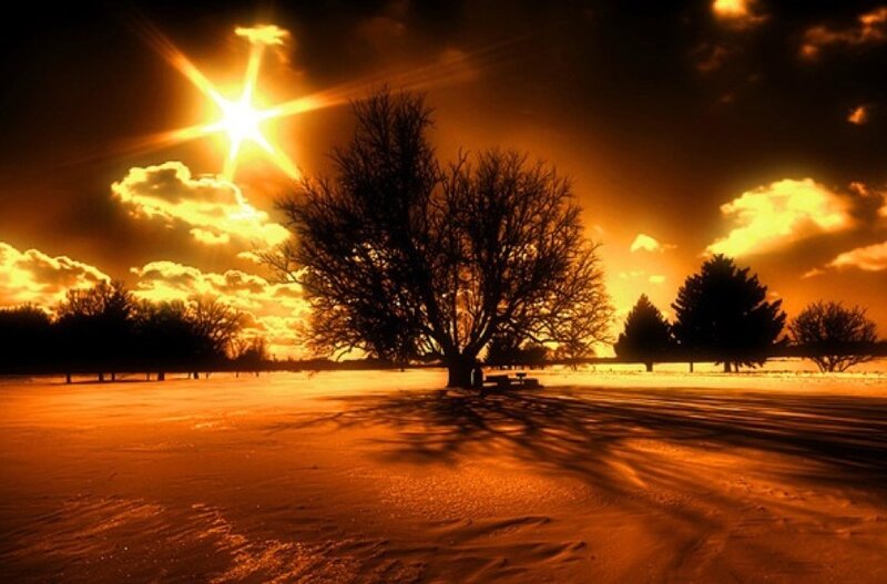 Silhouetted Tree in Snow — Orange, Dramatic, Winter