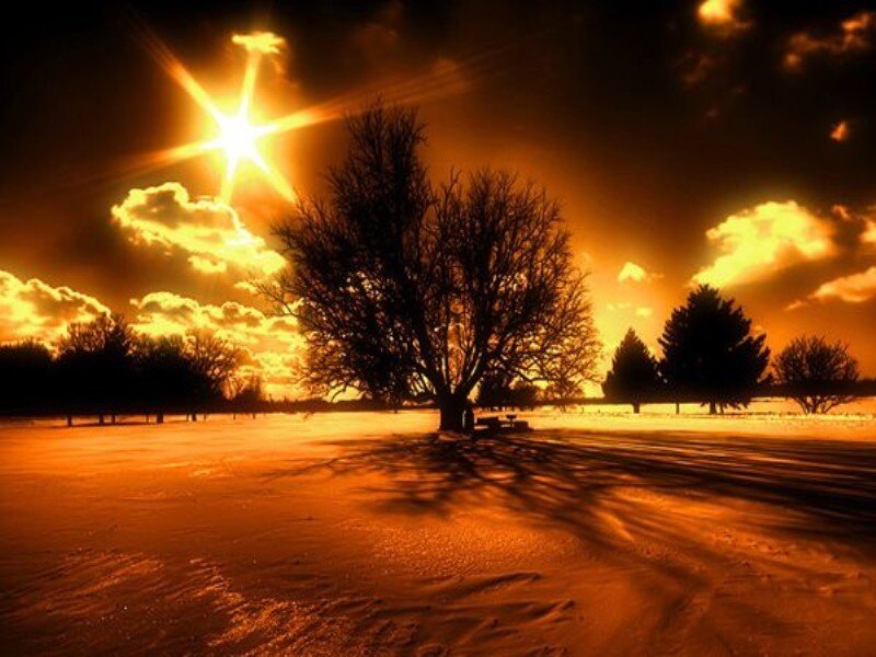 Silhouetted Tree in Snow — Orange
