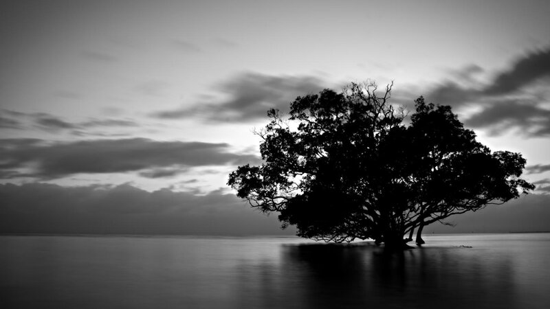 Silhouetted Tree in Water — Black, Serene, Sunset, Photograph, Sky