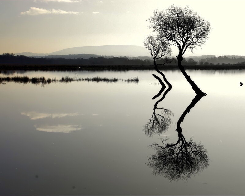 Silhouetted Tree in Water — Black