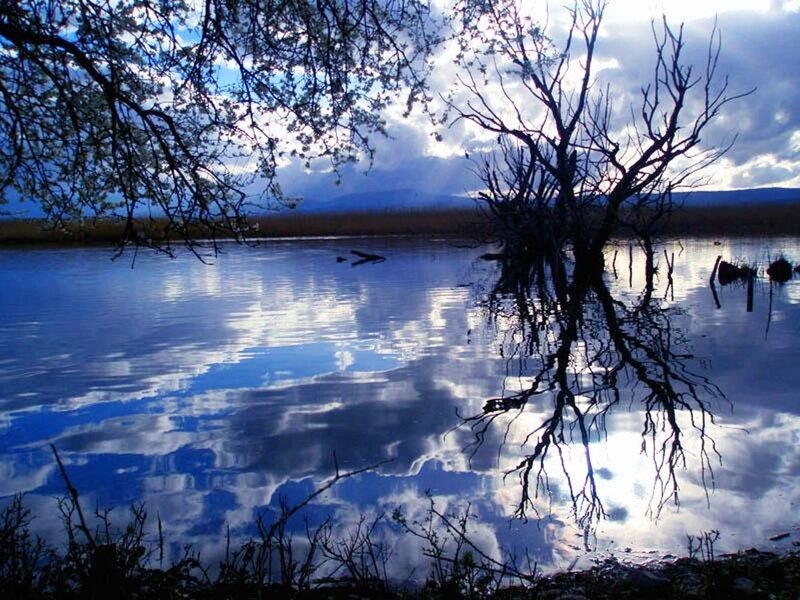 Silhouetted Tree in Water — Blue