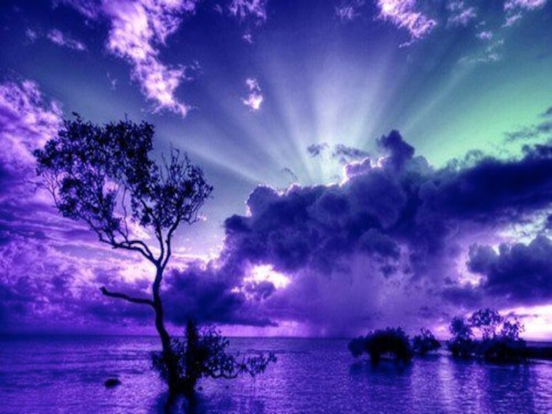 Silhouetted Tree in Water — Purple, Dramatic, Night