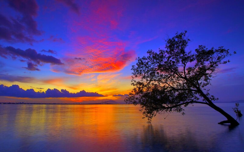 Silhouetted Tree in Water — Purple, Dramatic