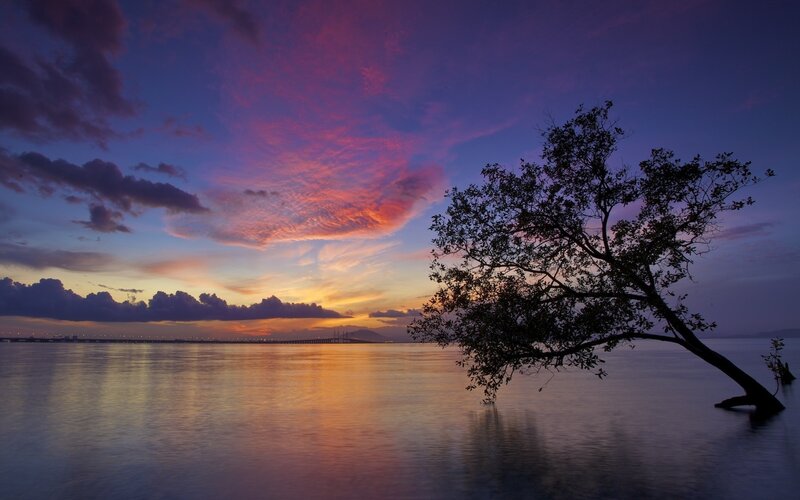 Silhouetted Tree in Water — Purple, Serene