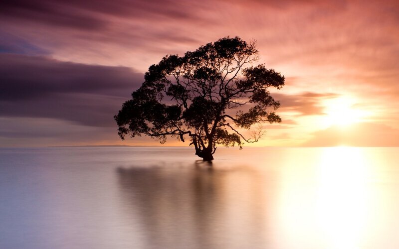 Silhouetted Tree in Water — Purple