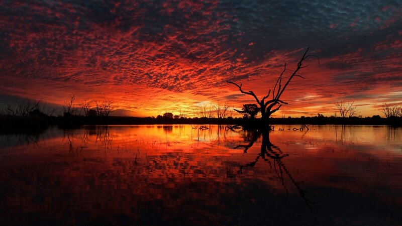 Silhouetted Tree in Water — Red, Dramatic, Sunset, Photograph