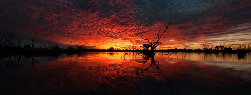 Silhouetted Tree in Water — Red, Dramatic, Sunset