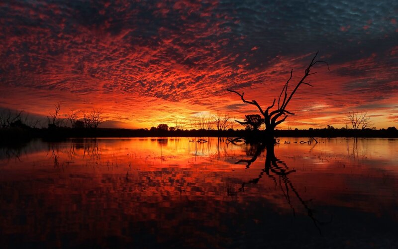 Silhouetted Tree in Water — Red, Dramatic