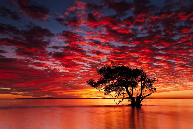 Silhouetted Tree in Water — Red