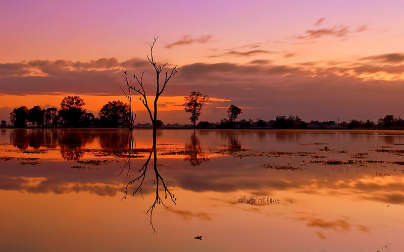 Silhouetted Tree in Water