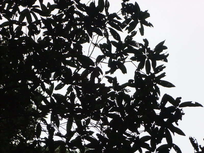 Silhouetted Tree Leaves