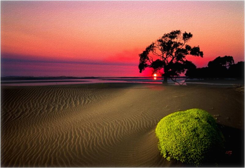 Silhouetted Tree on Beach