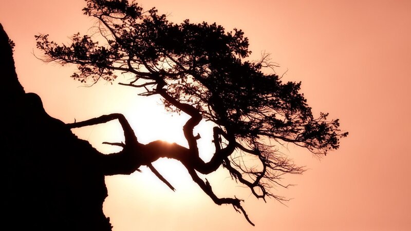 Silhouetted Tree on Cliff — Orange
