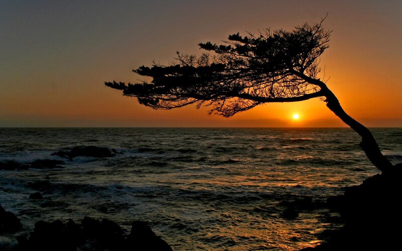 Silhouetted Tree on Coast — Orange, Dramatic, Sunset, Photograph