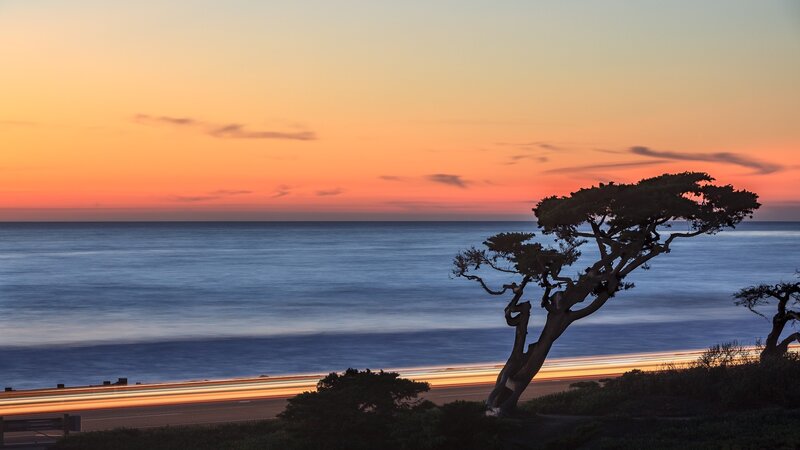 Silhouetted Tree on Coast — Orange