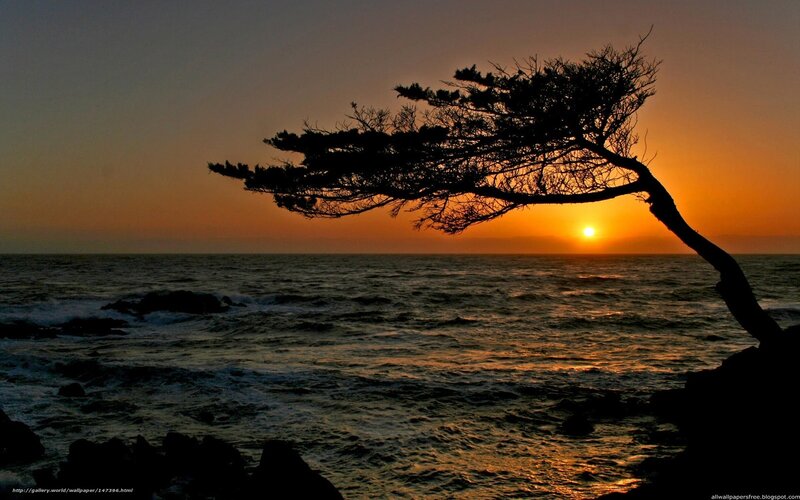 Silhouetted Tree on Coast