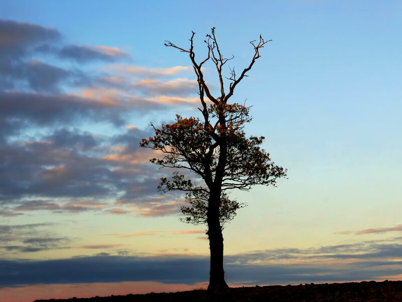 Silhouetted Tree on Hill — Blue, Dramatic, Sunset, Photograph, Sky