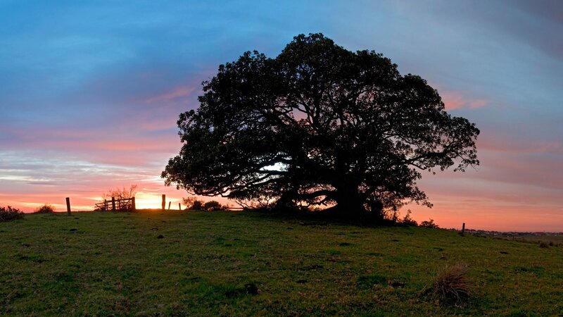 Silhouetted Tree on Hill — Blue, Serene