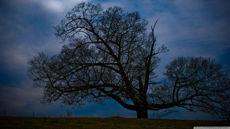 Silhouetted Tree on Hill — Blue