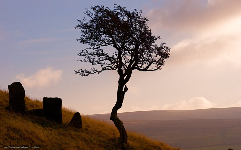 Silhouetted Tree on Hill — Brown